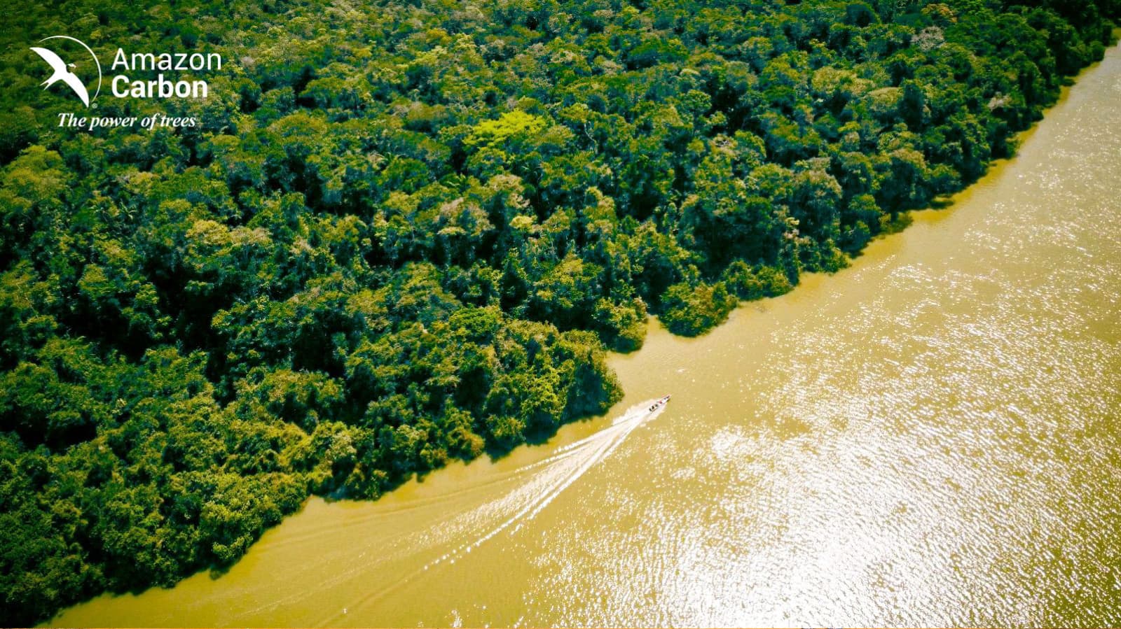 Amazon Forest Canopy