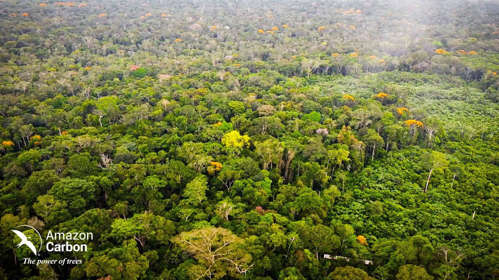 Comunidad Amazon Carbon 22
